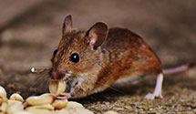 24 Hour & Emergency Exterminators in Perryville, KY
